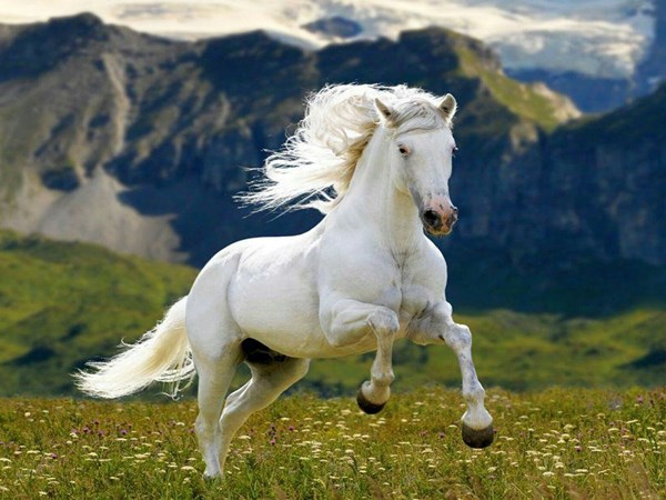 Ngựa trắng số mấy? Nằm mơ thấy ngựa trắng đánh con gì 2