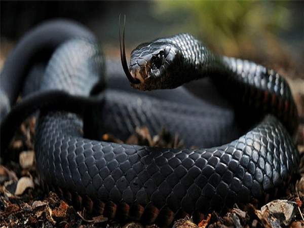 Giải mã giấc mơ thấy rắn đen là điềm gì?
