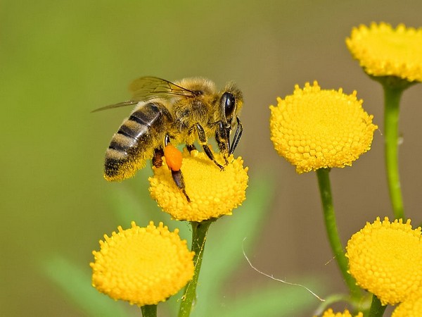 Con ong số mấy? Ý nghĩa giấc mơ thấy con ong may hay xui?