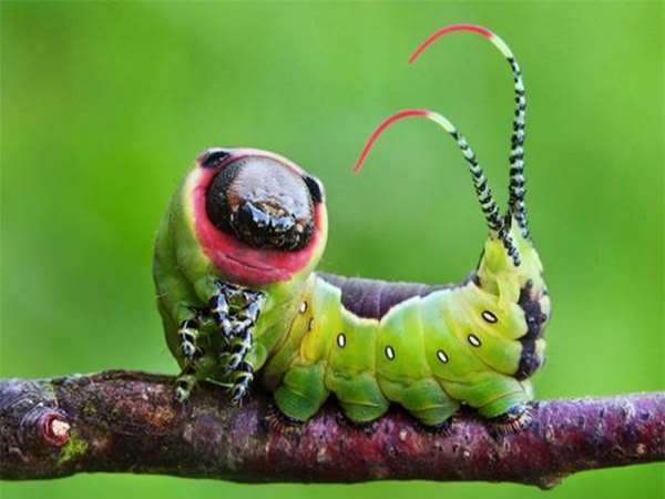 Giải mã giấc mơ thấy côn trùng là điềm báo gì?