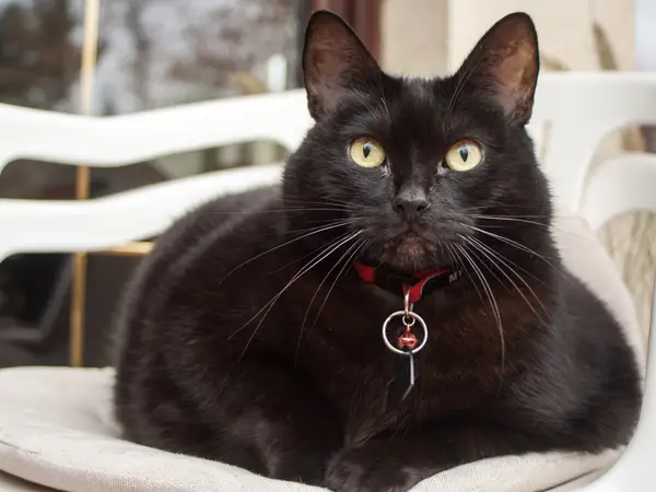 Mơ thấy mèo đen tốt hay xui xấu đánh con gì để vào bờ an toàn?