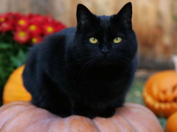 Tổng hợp ý nghĩa giấc mơ thấy mèo đen dự báo may hay rủi sắp tới?